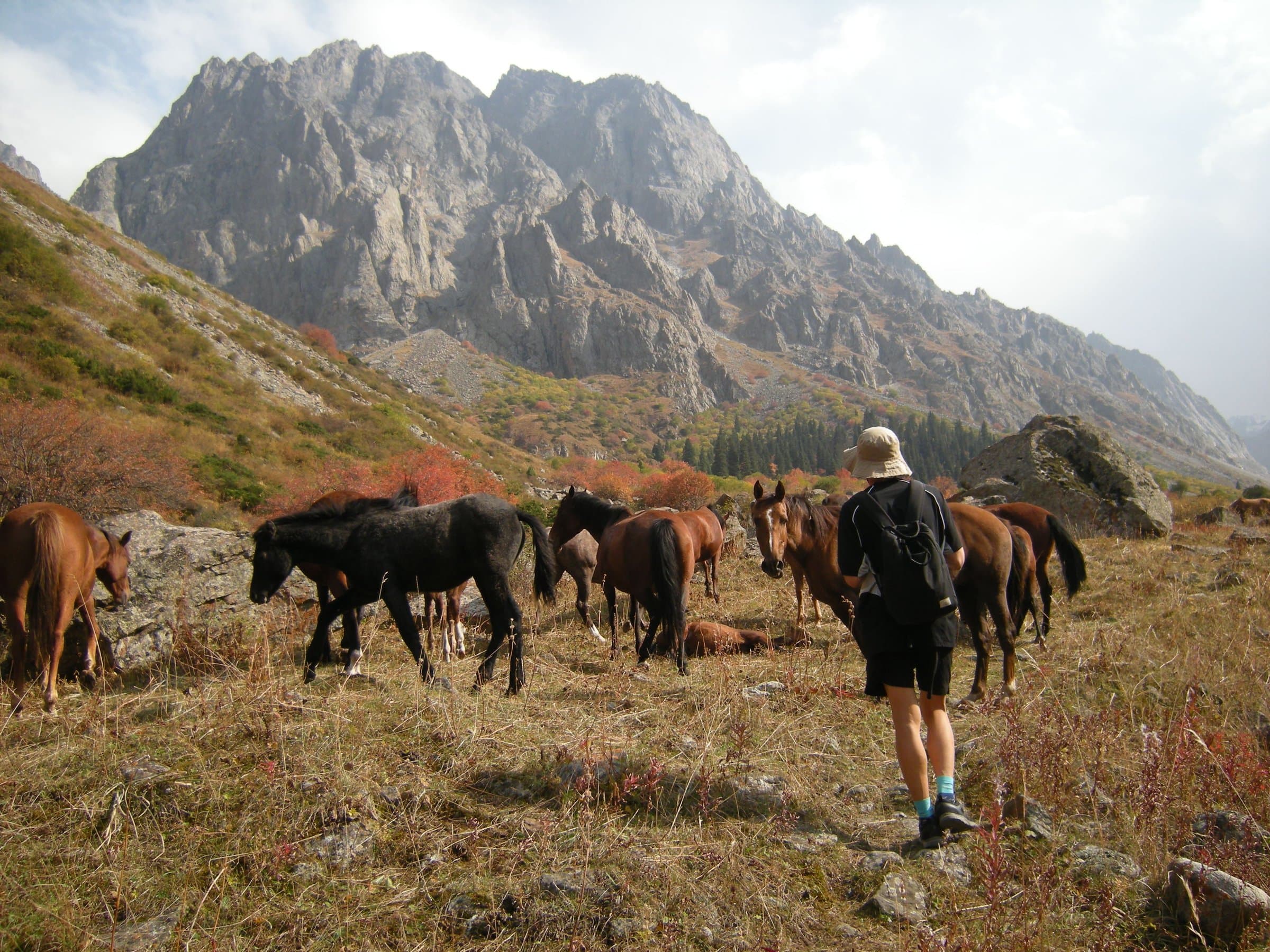 Horses grazing below the peaks of Ala-Archa National Park