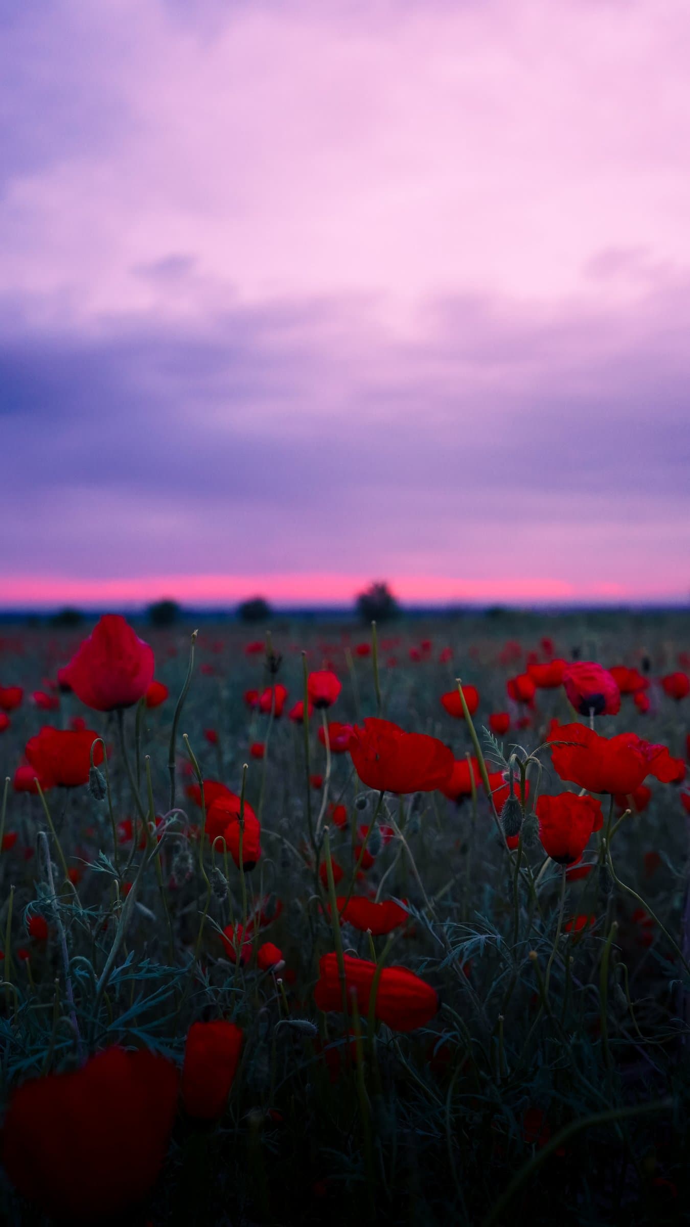 A wildflower meadow under a pink sunset sky near Bishkek